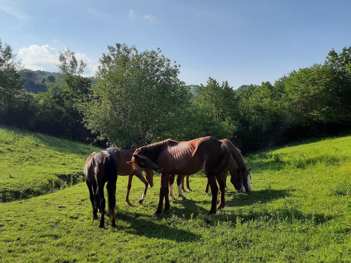 Agriturismo Antica Corte Montatteglia Экстерьер фото